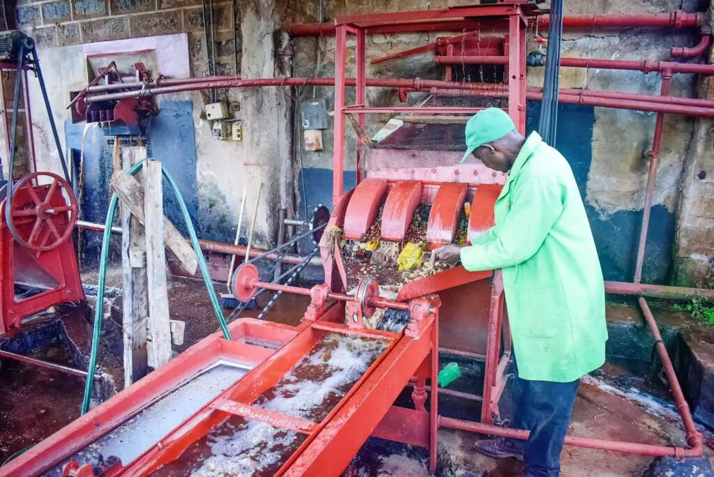 Coffee cherries being washed by coffee factory worker