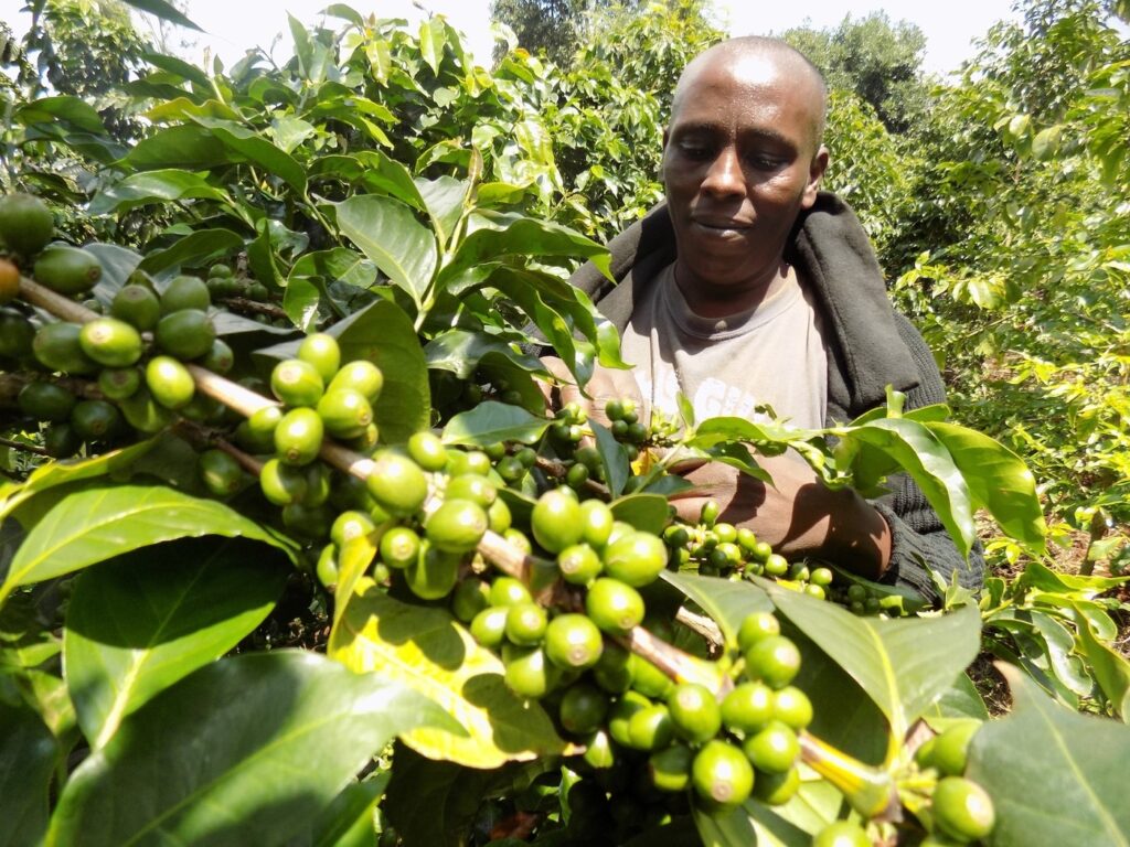 Farmer pruning coffee awaiting to ripen