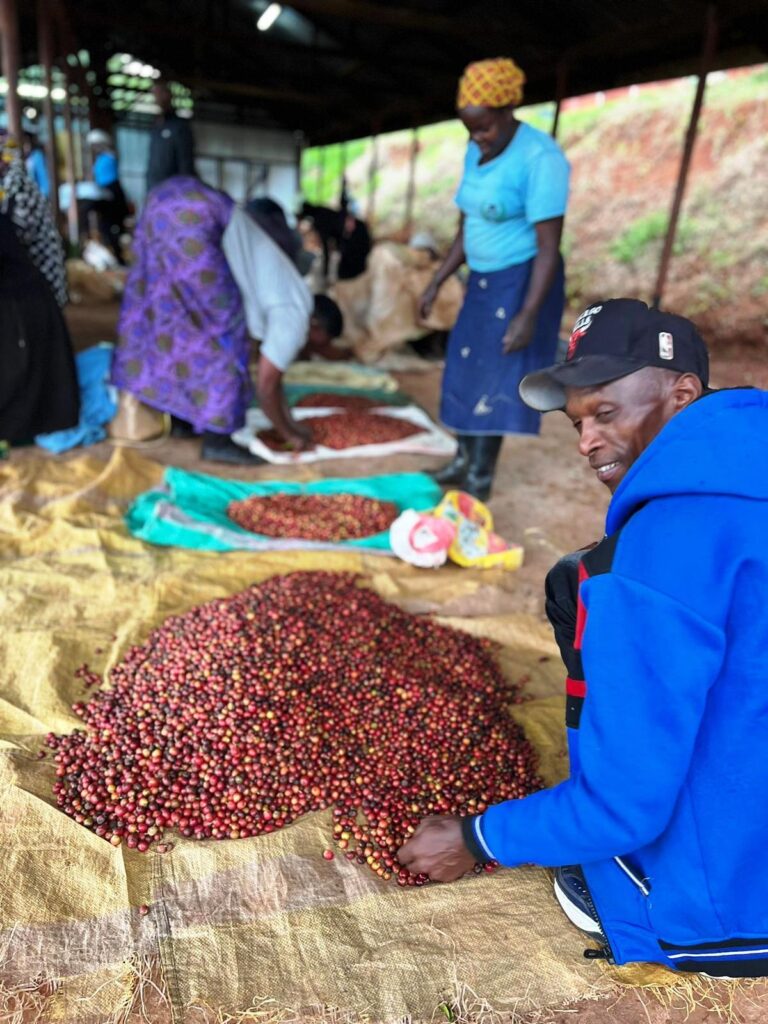 Farmers selecting coffee