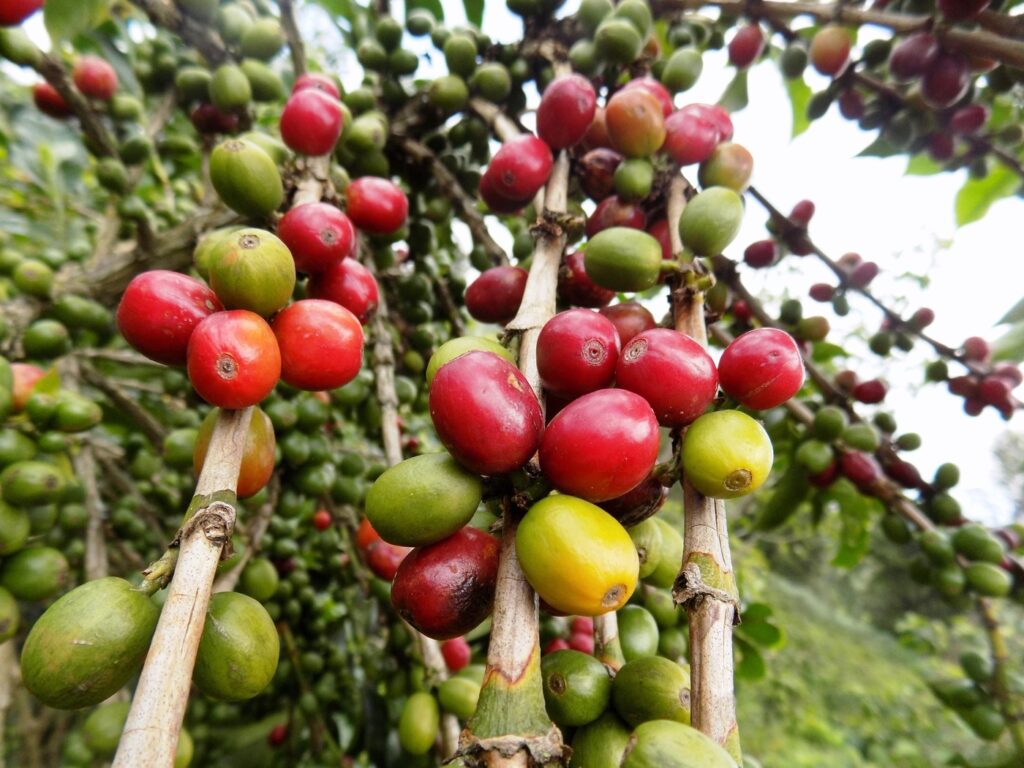 Some coffee cherries are ready to be harvested